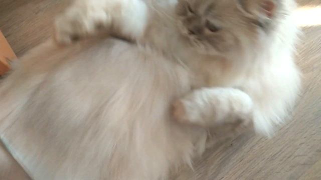 СПА САЛОН для КОТА! Как Макс отреагирует на груминг? ► OrionaLife смотреть онлайн