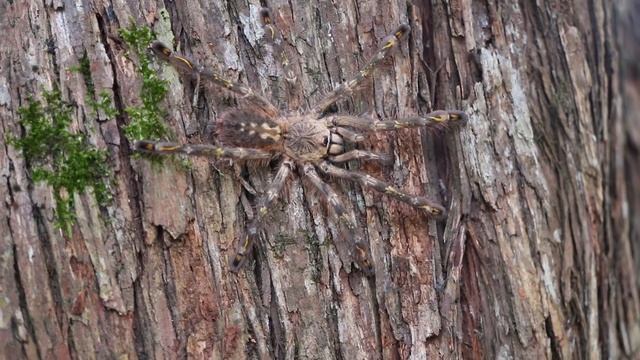 Ornamental Tree Spider Found in the Wild! Poecilotheria subfusca смотреть онлайн