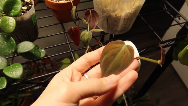 Houseplant Tour 2020 | 150+ Plants In My Small Home (rare And Common!)