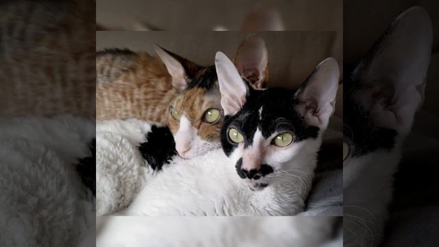 Cornish Rex Cat ❤😻 смотреть онлайн