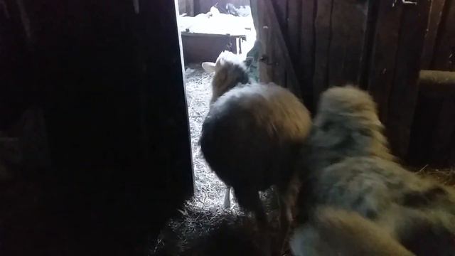 🔸️ГУСИ - ГУСИ.🦆🦆🦆..🔊🔊🔊👍👍 смотреть онлайн