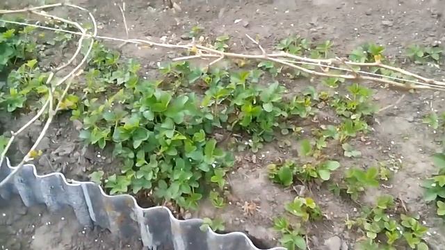 Обратные заморозки и виноград: решение смотреть онлайн