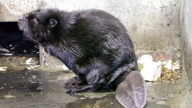 Речной бобр чистит шёрстку смотреть онлайн