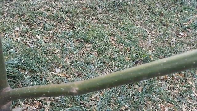 Медоносы для пчёл. Павловния. Эводия "Даниэль" Медовое дерево. Состояние на 29. 10. 2021 г.. смотреть онлайн