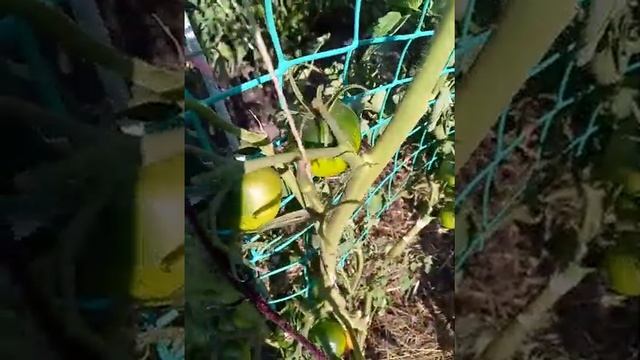 томат Маркиза розовая в чёрном смотреть онлайн