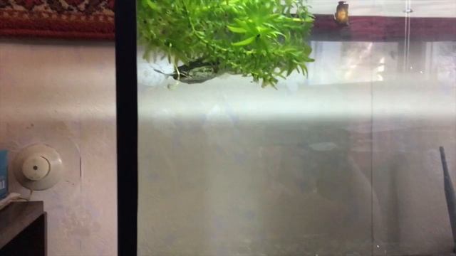 Змееголов съедает рыбу длиной в 30% от собственной длины / Snakehead eats fish 30% of his own lengt смотреть онлайн