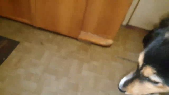 Собакам много для счастья не надо, лишь бы хозяин был рядом! смотреть онлайн