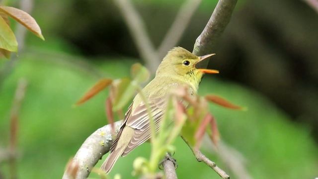 1009. Sedmihlásek hajní, Icterine Warbler, Gelbspötter, Зелёная пересмешка, Zaganiacz zwyczajny смотреть онлайн