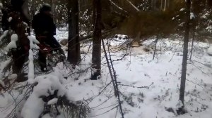 Заготовка леса на тдт55