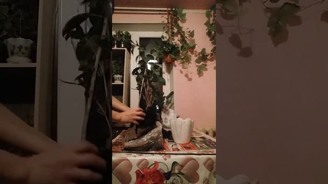 Санхеция смотреть онлайн