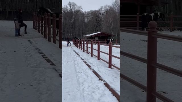 Жизнь💘#белгород31 #mylove #subscribe #horse #белгород #ротвейлер смотреть онлайн