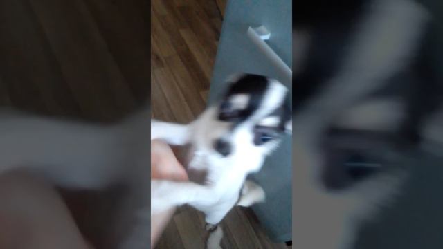 Идеальный прикус у щенка чихуахуа . Чихуарий Екатеринбург https://chihuariy-ekb.ru/ смотреть онлайн