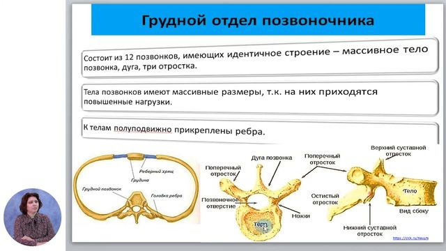 Биология, 11-й класс, Скелетная система человека׃ осевой скелет смотреть онлайн