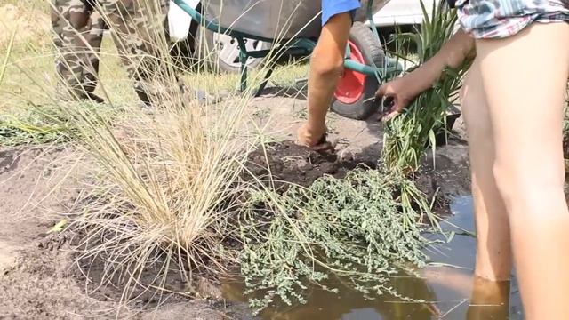 Обустройство береговой линии пруда смотреть онлайн