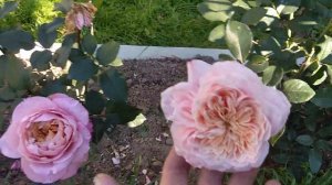 Роза🌹Принцесса Миюки