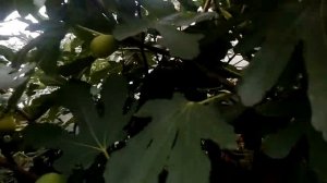 Инжир Далматский