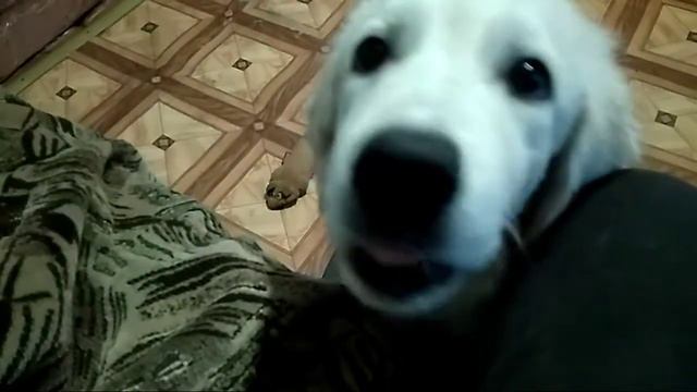 Голден ретриверы. смотреть онлайн