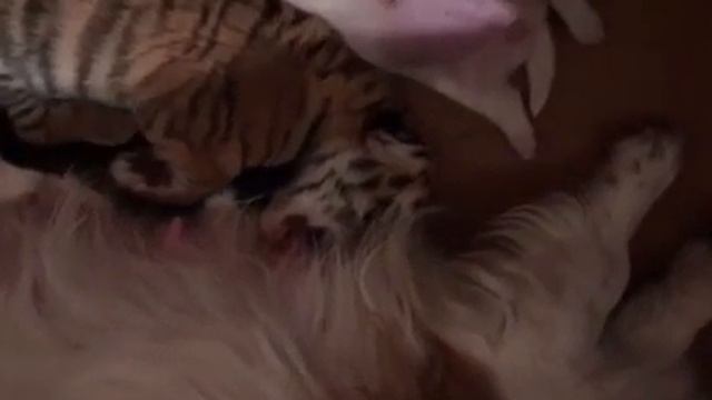 В Васильевском зоопарке собачка Добби стала мамой для тигрят-1. смотреть онлайн