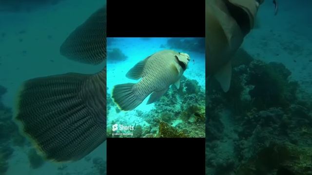 Порой я так же меланхоличен и спокоен. Дзен рыба