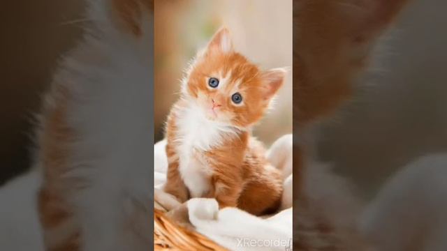 котята смотреть онлайн