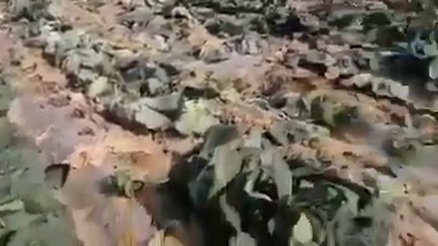 "Приходите, забирайте бесплатно". Туркестанские фермеры готовы выбросить урожай капусты смотреть онлайн