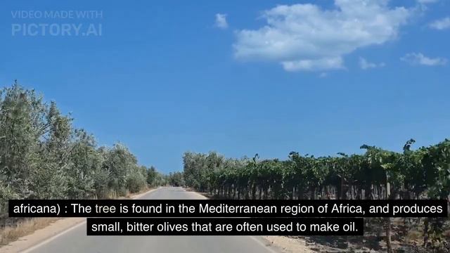 Indigenous trees found in Africa смотреть онлайн