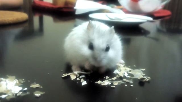 Хомяк чистит тыквенную семечку смотреть онлайн