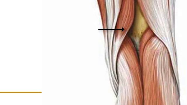 Human anatomy - Lower Limb - The Back of the thigh смотреть онлайн