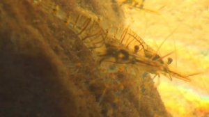 Тайная жизнь креветки.