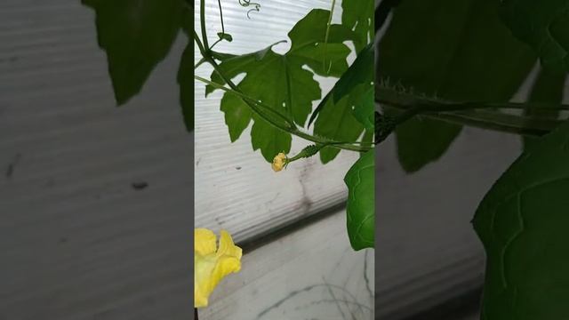 Момордика - экзотический фрукт. Бешеный огурец. #shorts смотреть онлайн