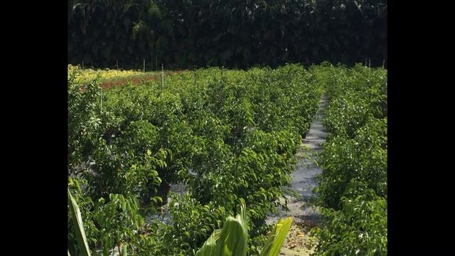 Ficus benjamina for sale, 7863802414 смотреть онлайн