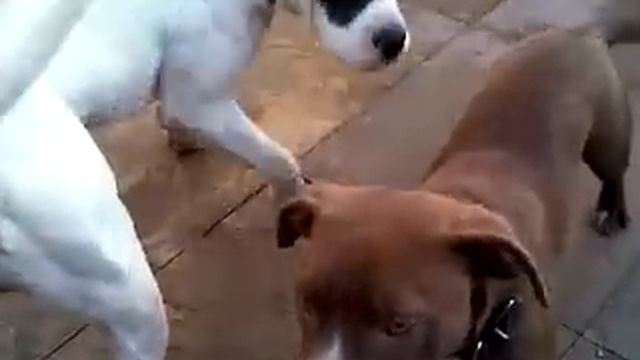 RED NOSE PITBULL X AMERICAN BULLDOG смотреть онлайн
