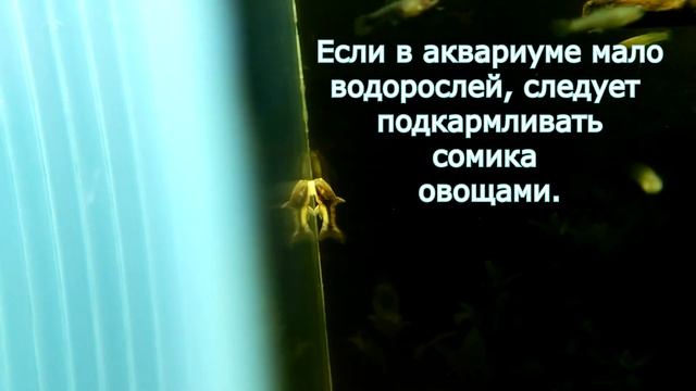 Сомик-водорослеед. Отоцинклюс простой. смотреть онлайн
