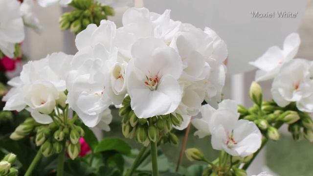 Syngenta's Latest Geranium Innovation: Moxie! смотреть онлайн