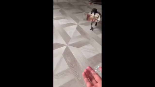 Срочно!!!Куплю Сороку Не дорого! Домашняя сорока. смотреть онлайн