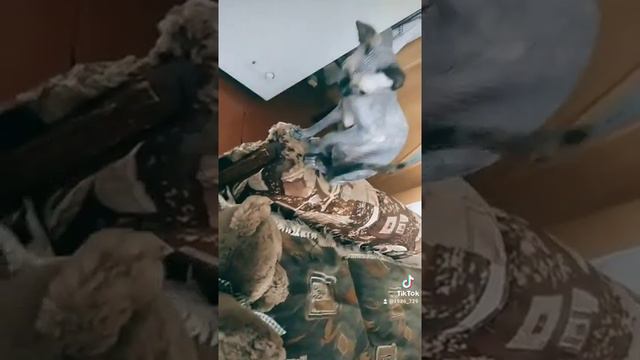 5 плюсов завести Канадского Сфинкса . Видео вмести с Боней . 😺😺😺 смотреть онлайн