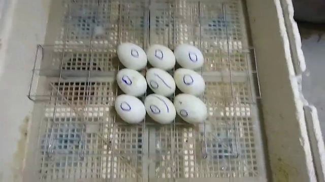 Сроки инкубации башкирской утки////инкубация 21день/// смотреть онлайн