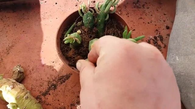 Update for my Opuntia subulata that had scales. смотреть онлайн