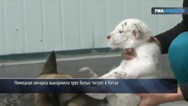 Овчарка кормит тигрят смотреть онлайн