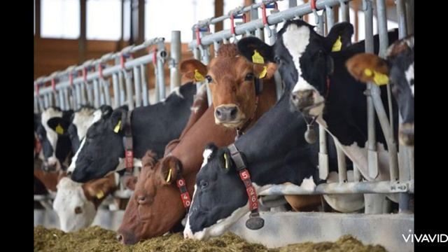 Как мычит корова? Звук быка. | Voice Cow, Sound Cow