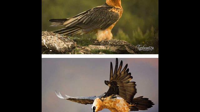 Самые опасные птицы мира