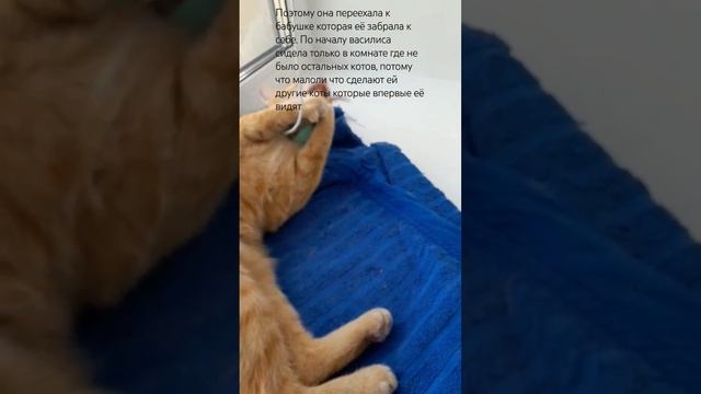 история кошки Василисы #рек #рекомендации #хочуврек #кошка смотреть онлайн