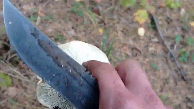 Засолка рыбы и икры в домашних условиях