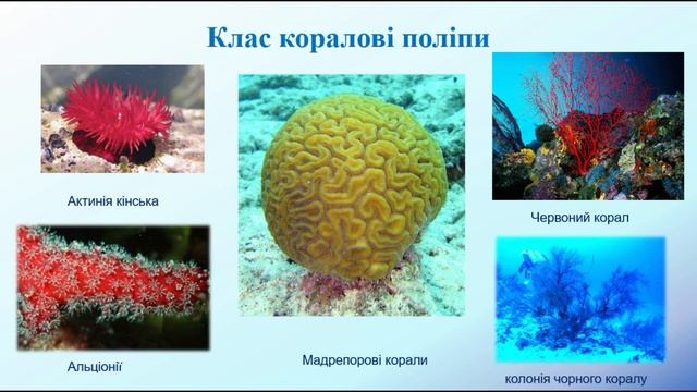 Біологія. Тварини. Різноманітність кишковопорожнинних. Медузи. Поліпи. Гідра. Фізаліі смотреть онлайн