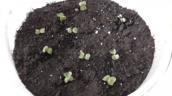 Редис в домашних условиях