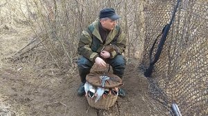 Охота с подсадной уткой весной апрель  2018  ( в конце кружок для подсадной утки)