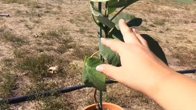 Домашний Инжир первогодка выдал сюрприз / Цитрусовый Рай МариАны смотреть онлайн