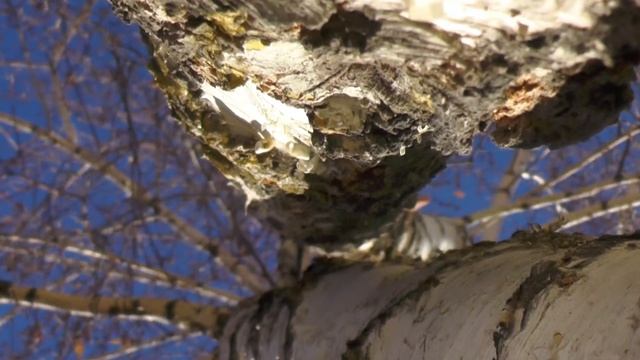 Сегодня День Присутствия и Созерцанья! Ведь Медитация ведёт в Глубины нас. смотреть онлайн