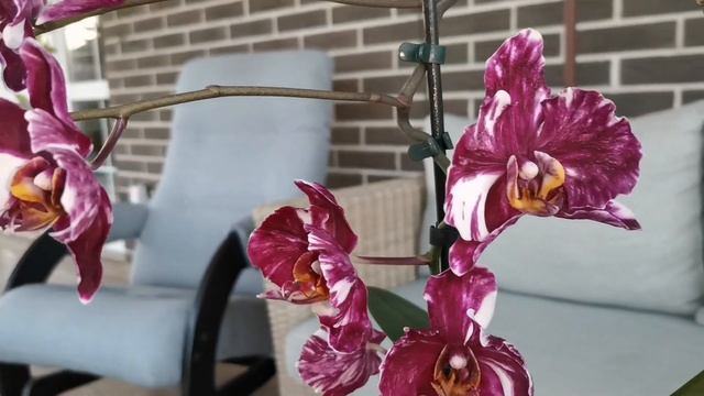 Орхидея шоколад старого образца в полном роспуске✨/Orchid chocolate смотреть онлайн