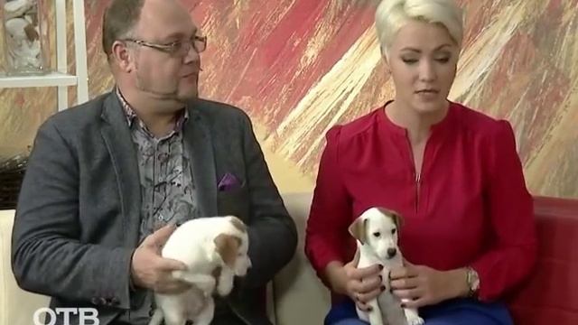 Знакомство с питомцами: джек-рассел-терьер Барби (16.11.15) смотреть онлайн